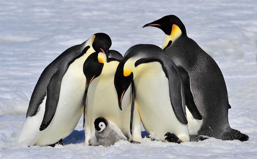 Adelie penguin 様オーダー Adelie Penguin (Pygoscelis adeliae) - Joel Sartore